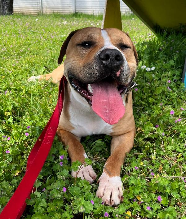 PABLO PIT CERCA CASA Foto 7